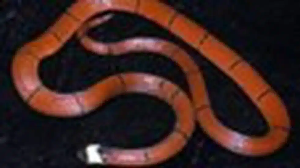New Coral Snake Species