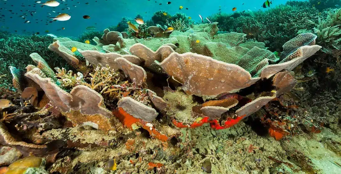 Coral Triangle