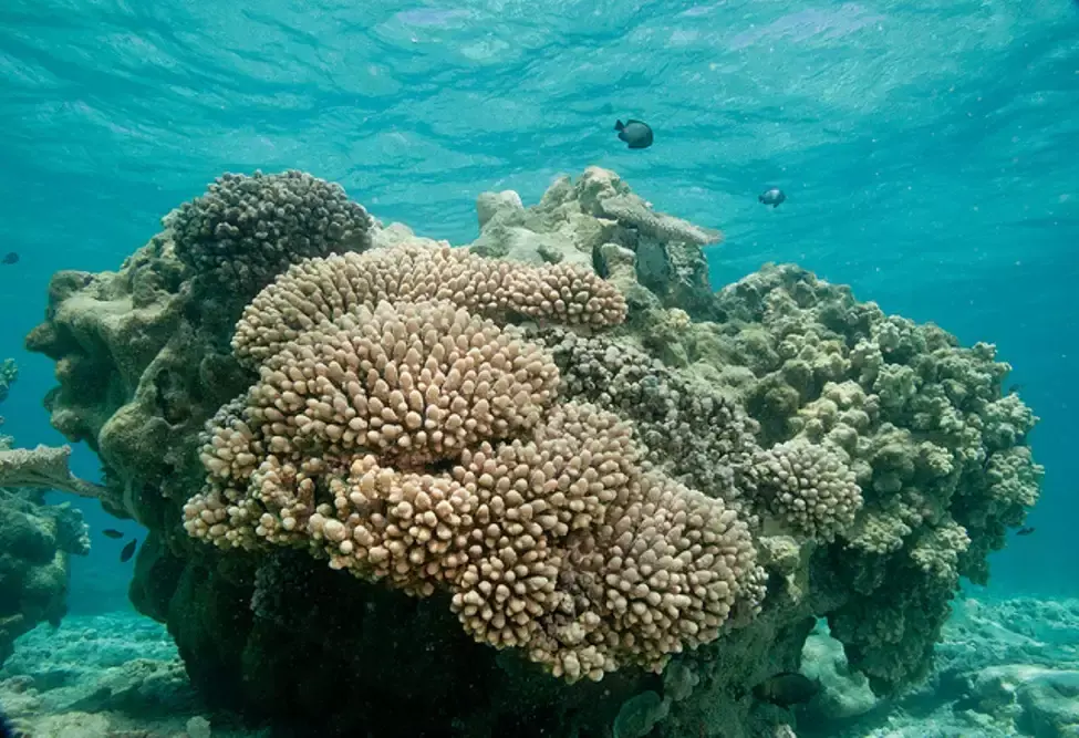 Corals