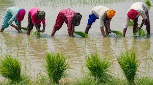 Understanding curbs on Rice Exports