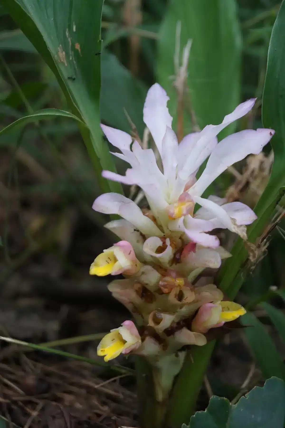 Curcuma ungmensis