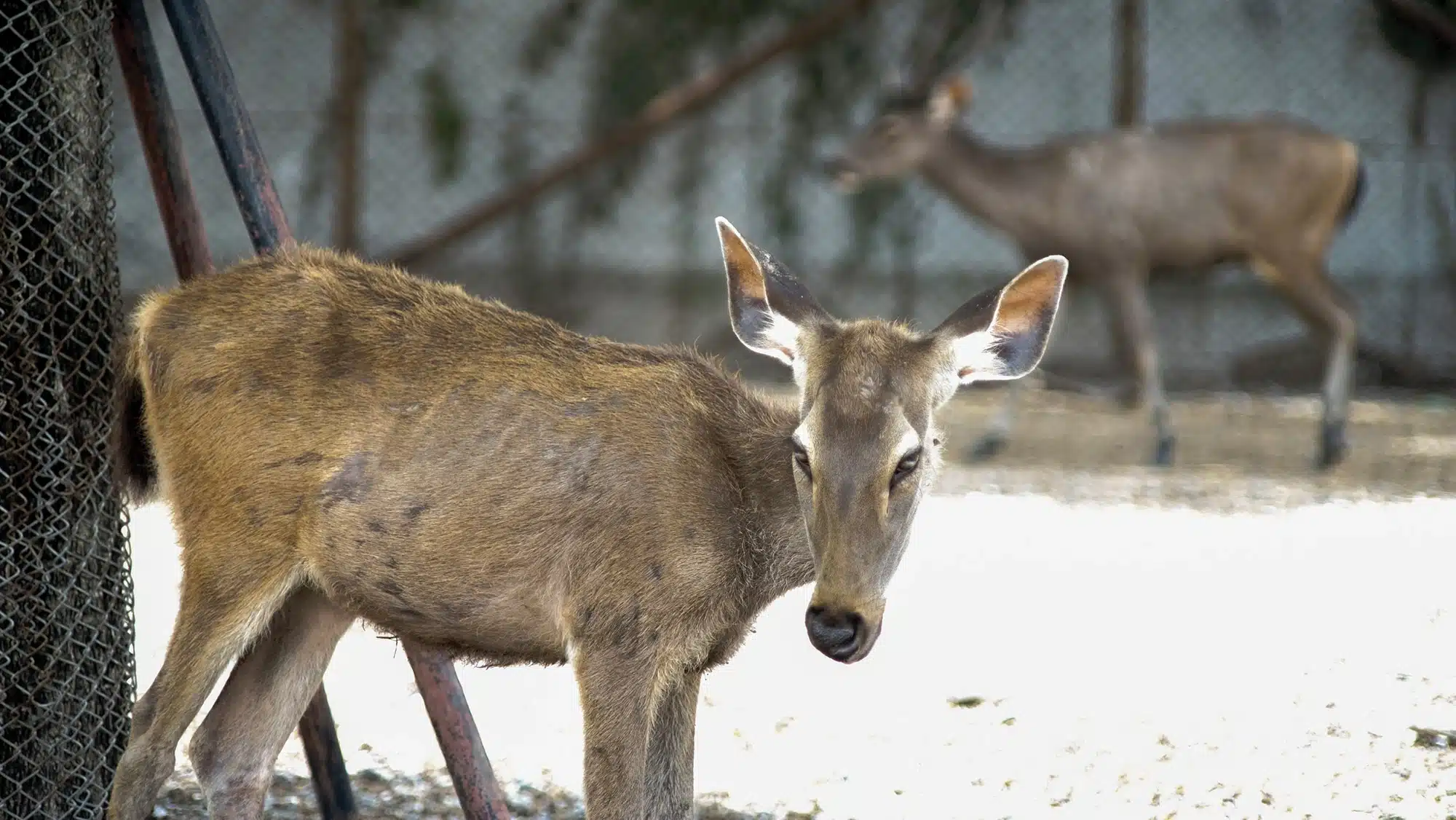 What is Chronic Wasting Disease (CWD)?