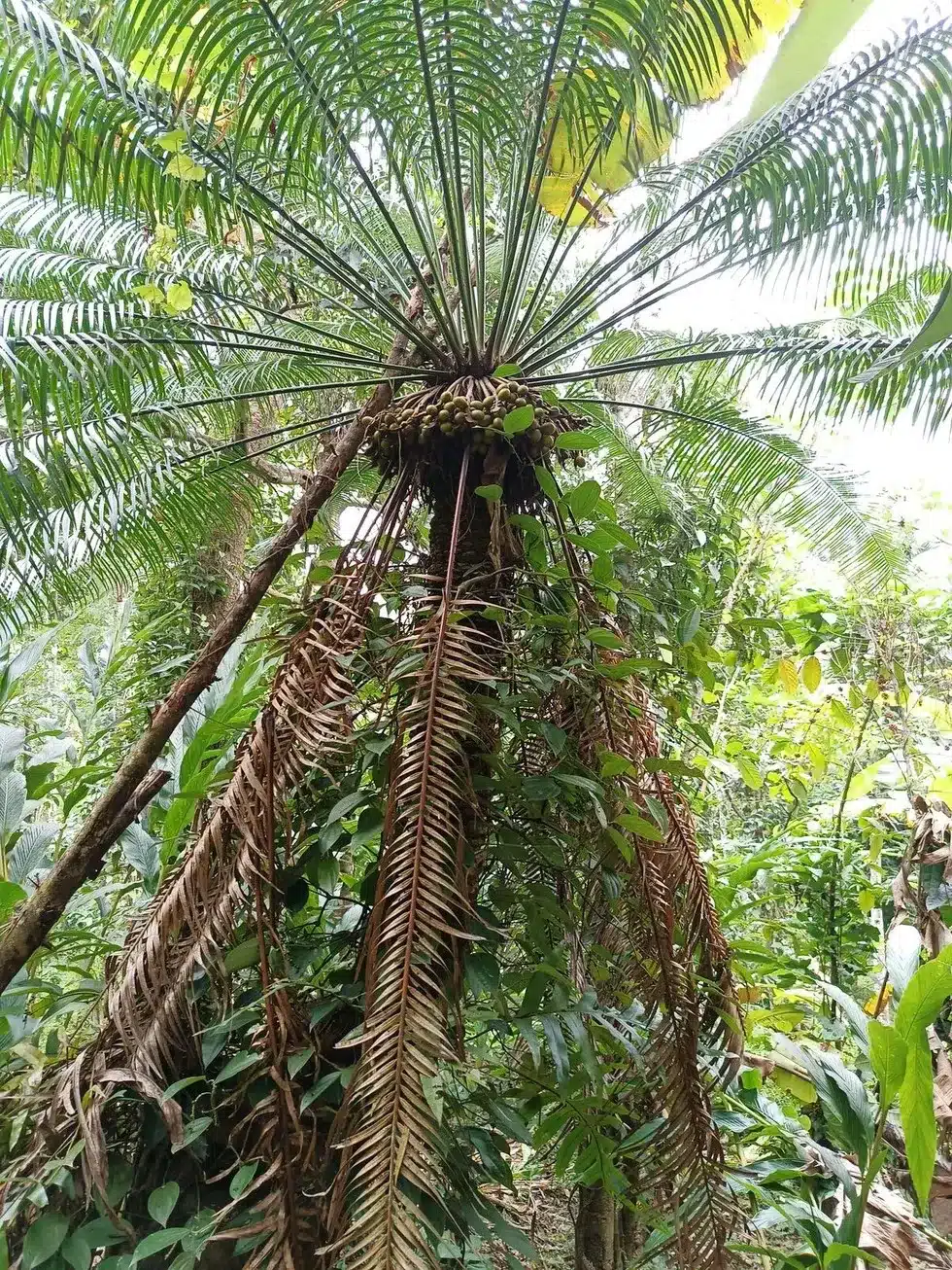 Cycas circinalis