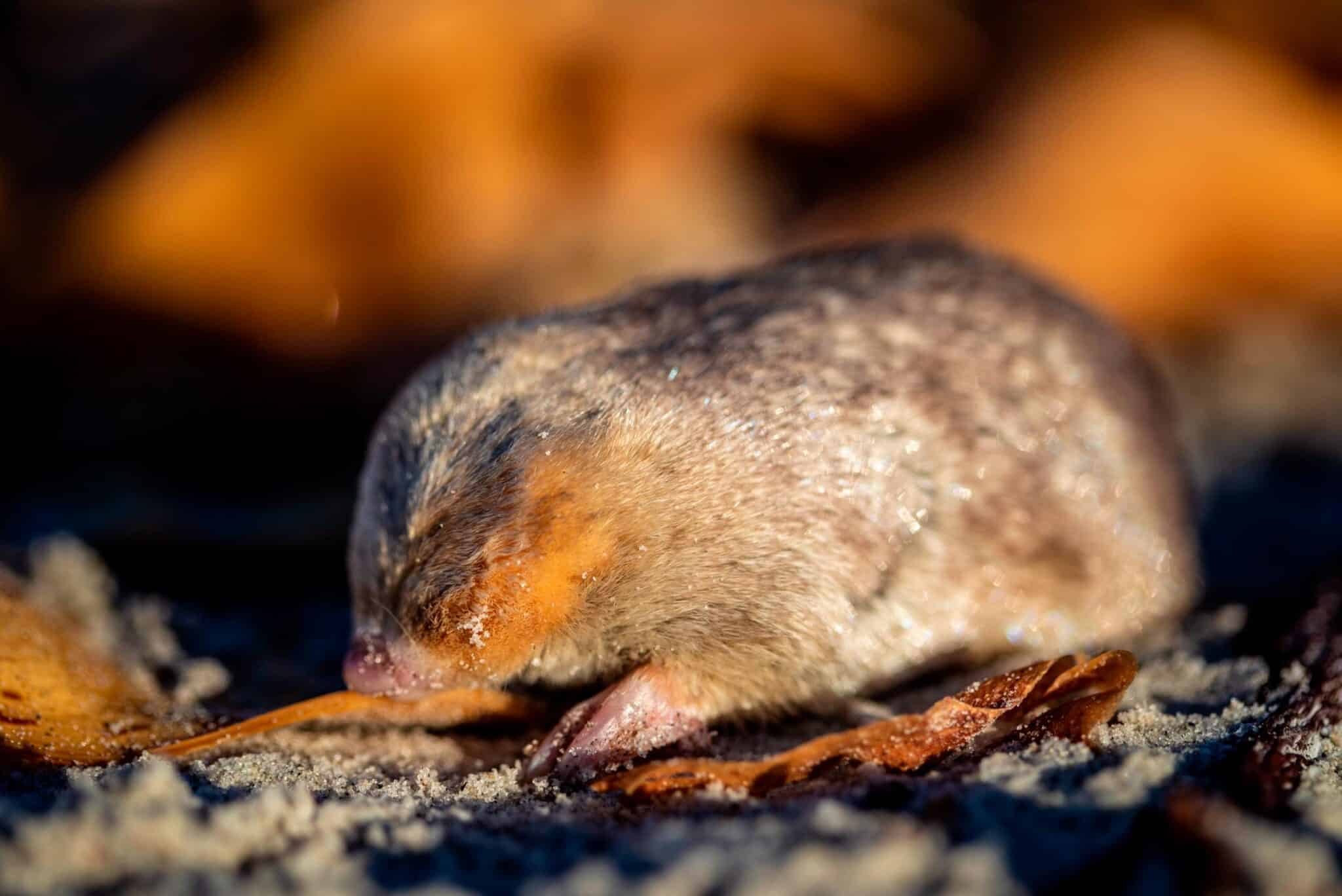 What is De Winton’s Golden Mole?