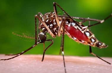 Dengue Fever: Prevalence and efforts made to fight the disease