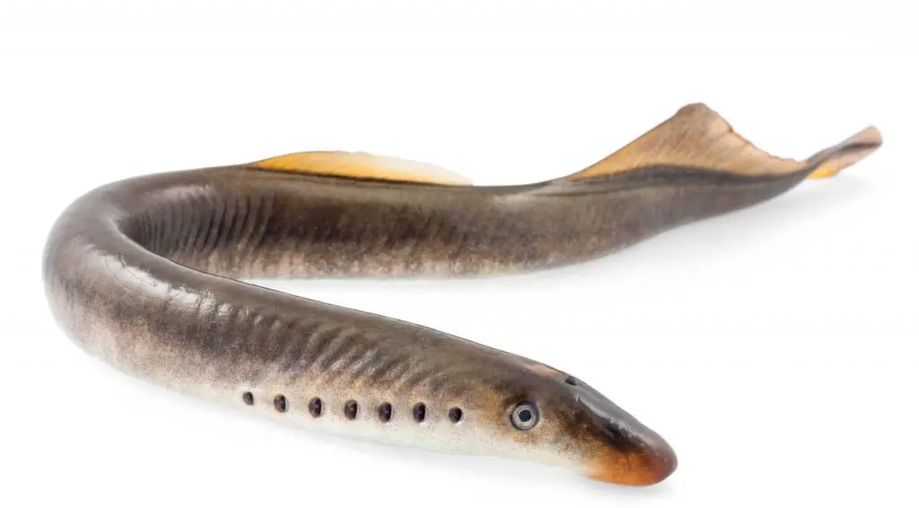 Diadromous fish