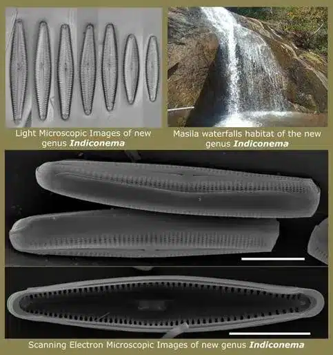 What are Diatoms?