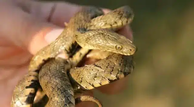 Dice Snake