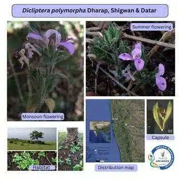 Dicliptera Polymorpha