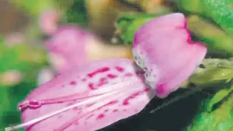Dicliptera srisailamica