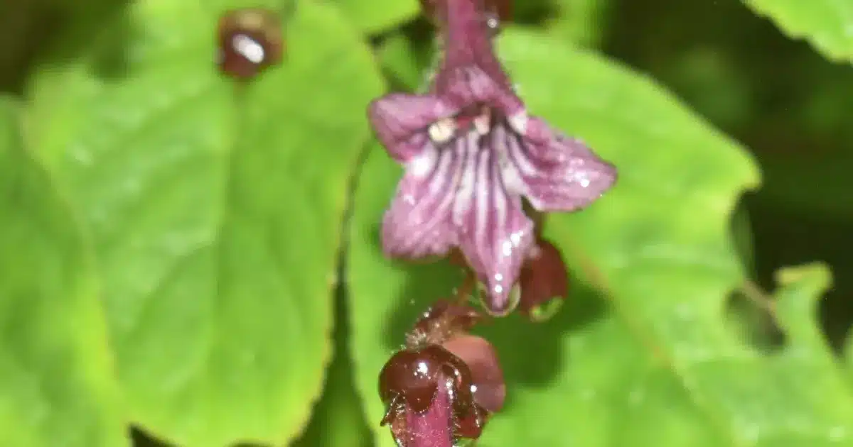 What is Didymocarpus janakiae?