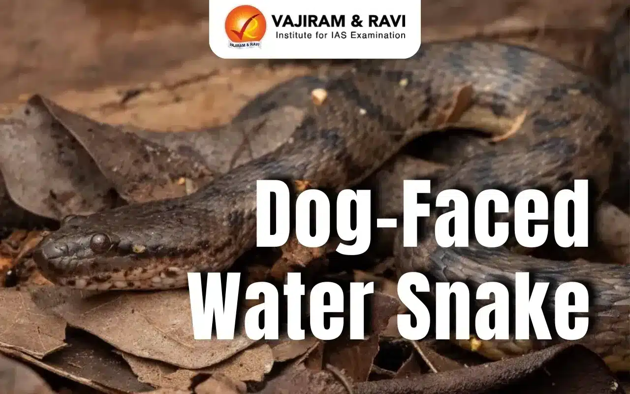 Dog-Faced Water Snake