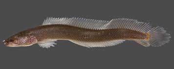 Dragon snakehead fish