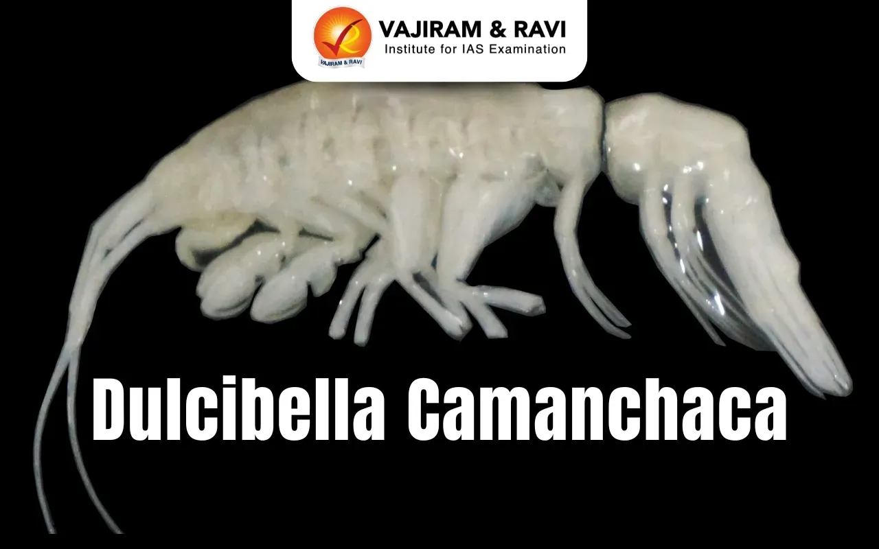 Dulcibella Camanchaca