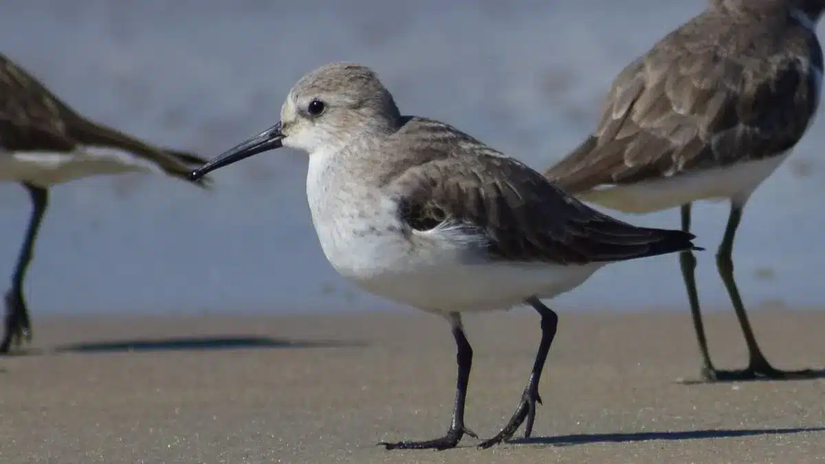 Dunlin