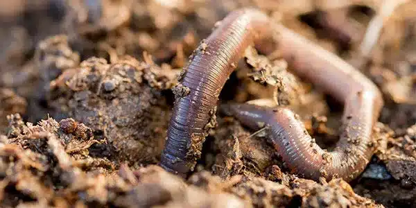 Key Facts about Earthworms