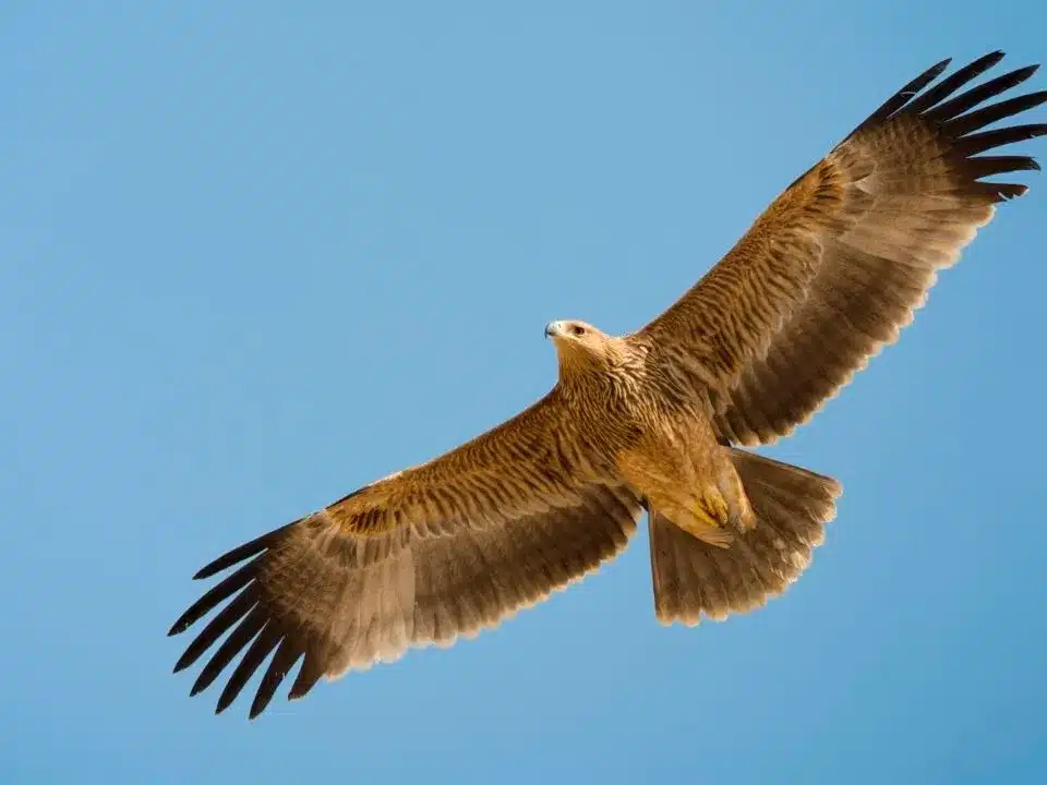 What is Eastern Imperial Eagle?