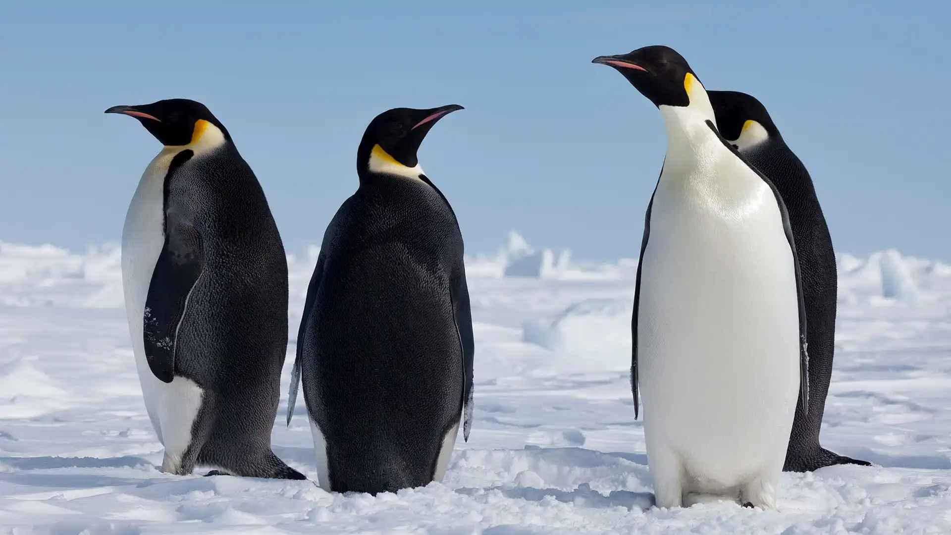 What is Emperor Penguin