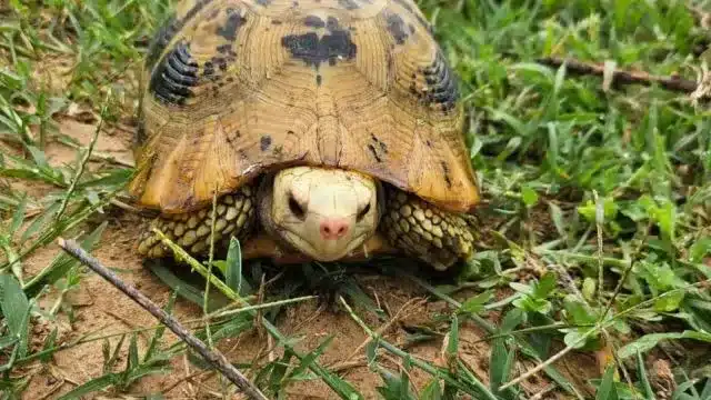 Endangered Elongated Tortoise spotted in Aravallis