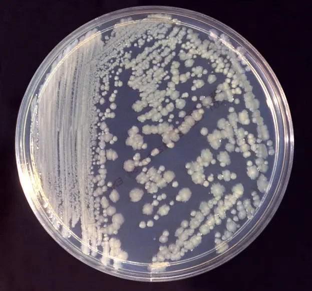 Enterobacter bugandensis