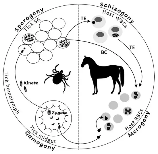 Equine Piroplasmosis