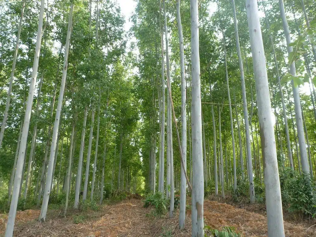 What is Eucalyptus?