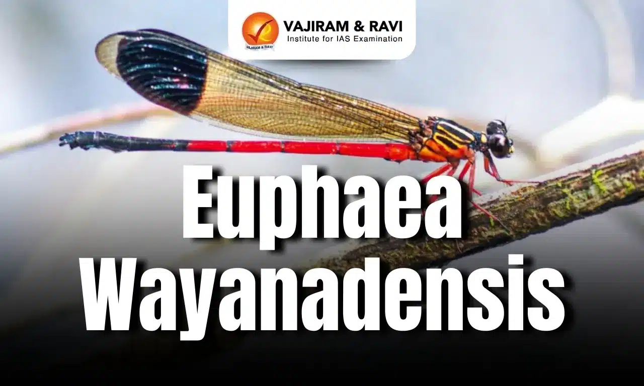 Euphaea wayanadensis