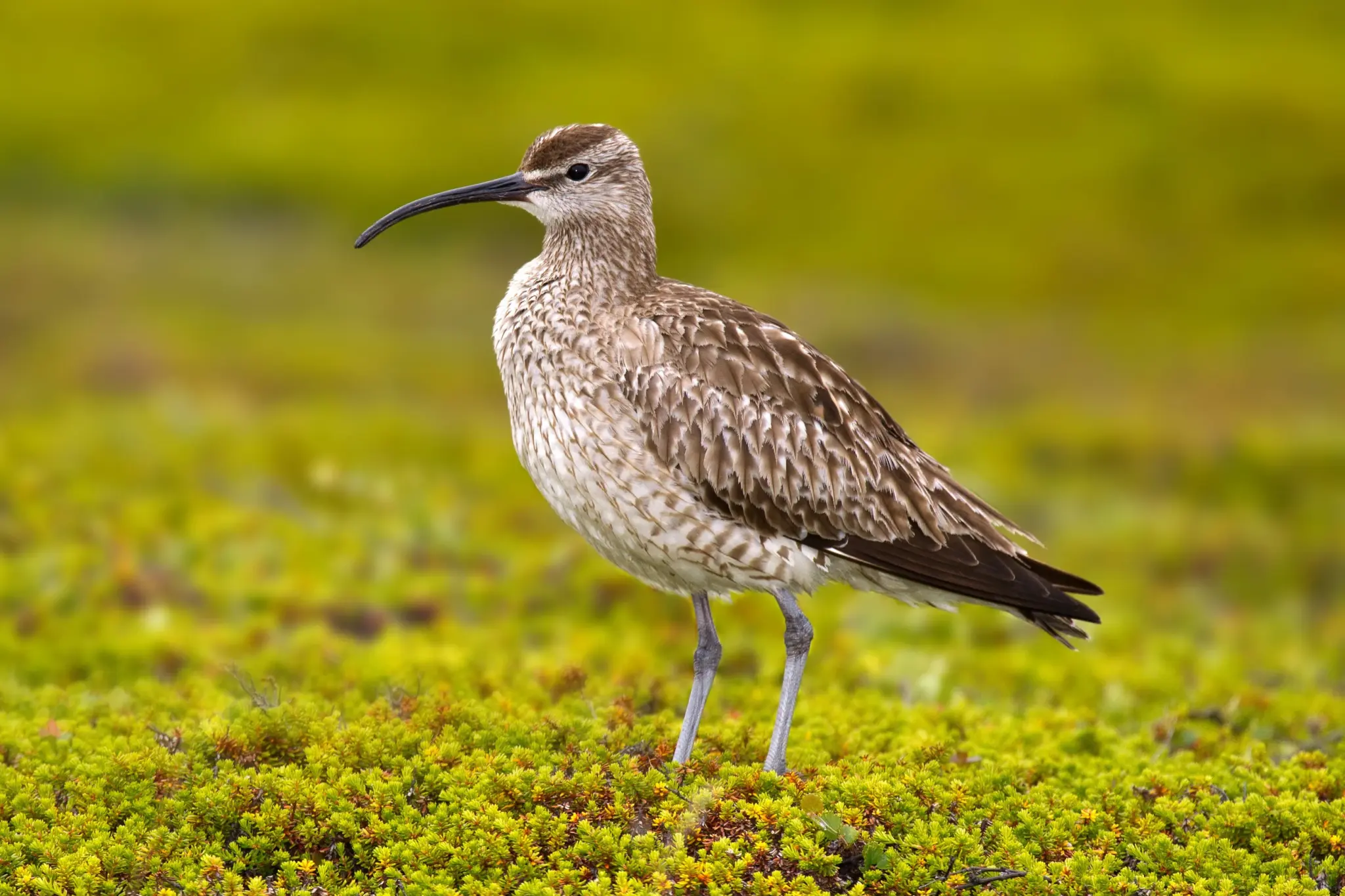 What is Eurasian Whimbrel?