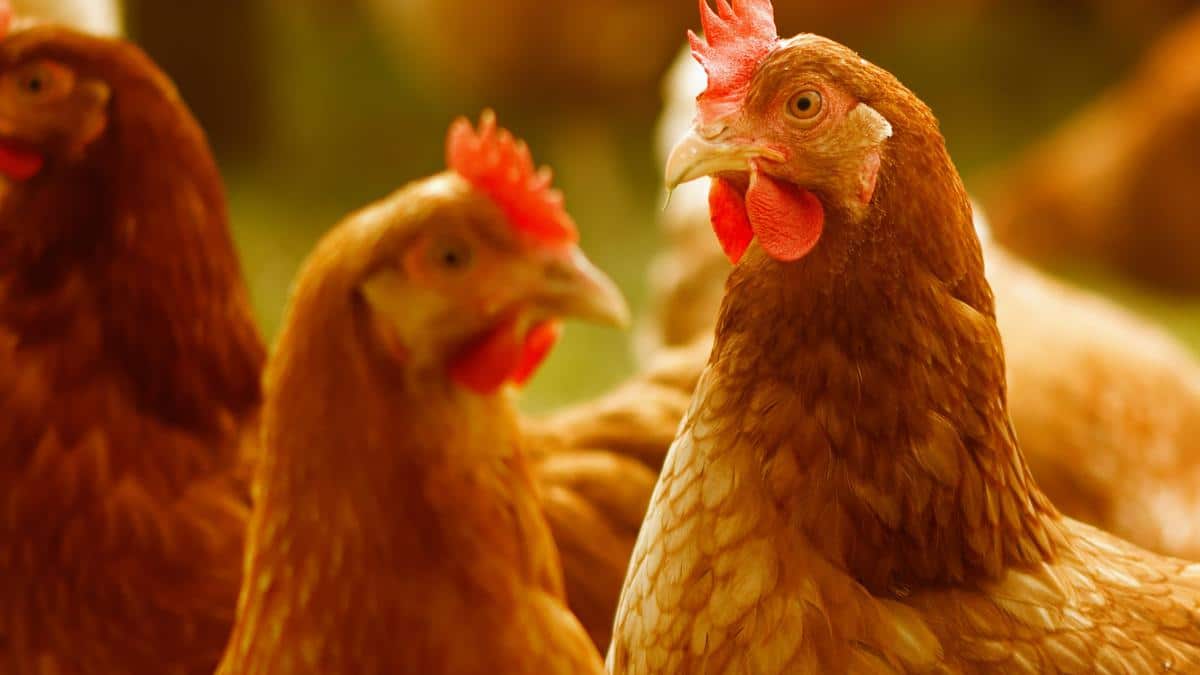 What is Lab-Grown Meat and What Did the U.S. Recently Approve?