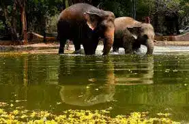 Facts About Koundinya Wildlife Sanctuary