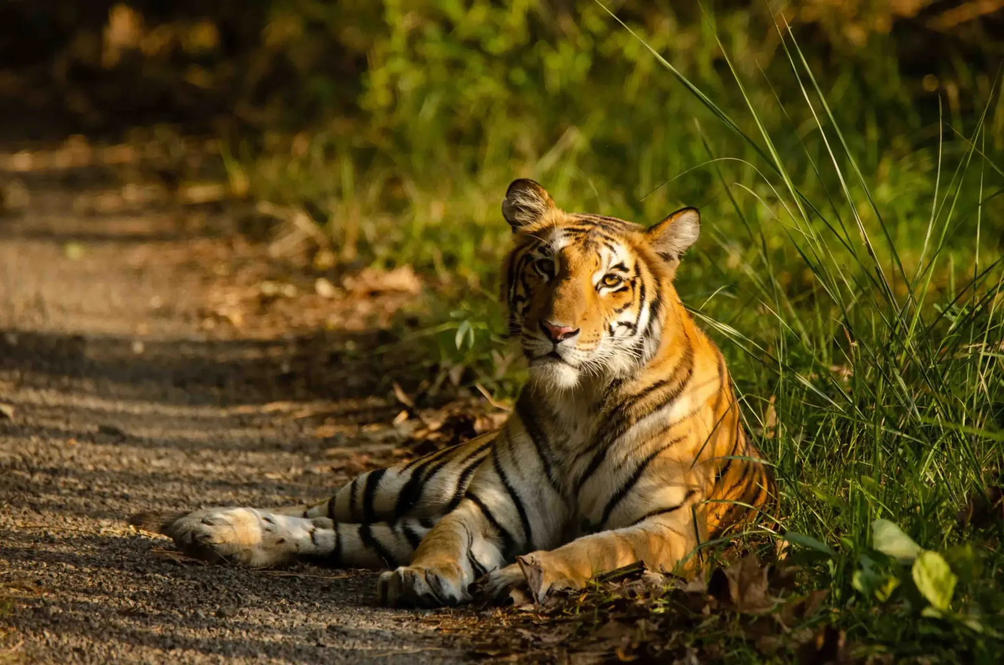 Facts about Sathyamangalam Tiger Reserve
