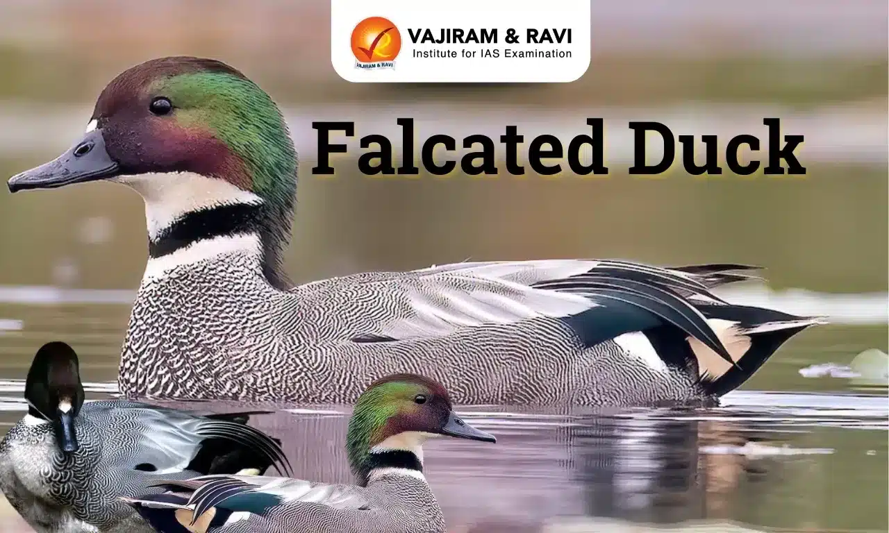 Falcated Duck