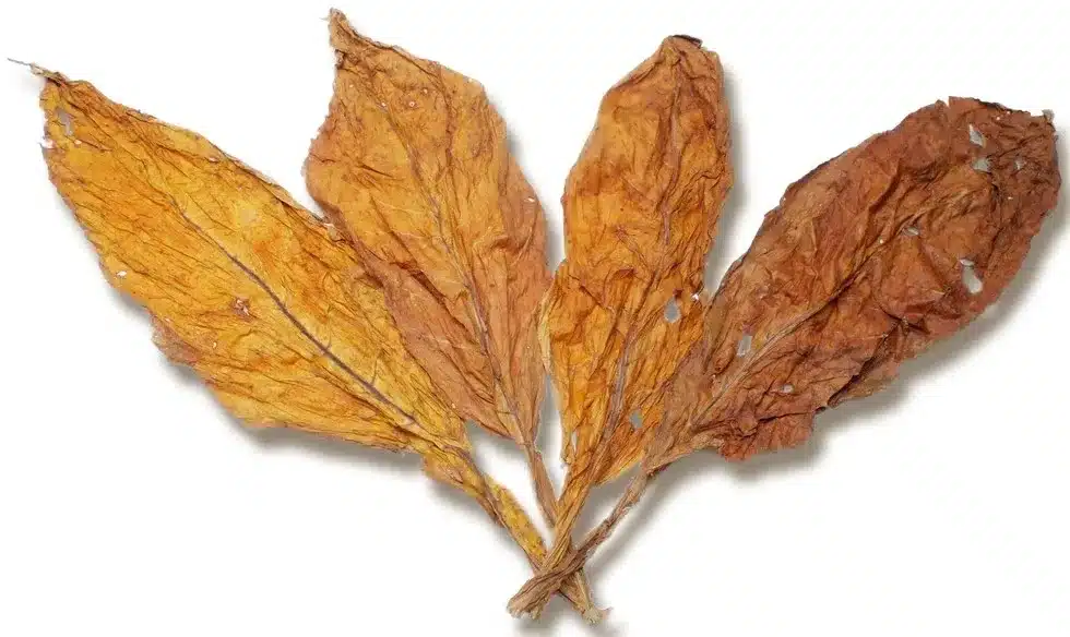 Flue Cured Tobacco