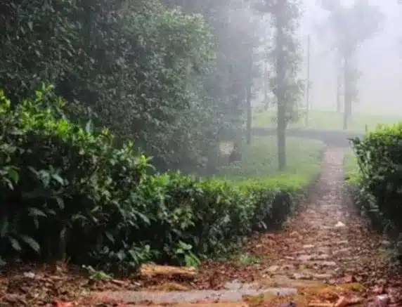 Forest fires the Nilgiris