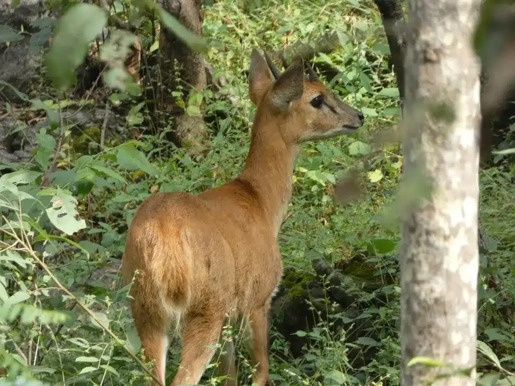 What is Four-Horned Antelope?