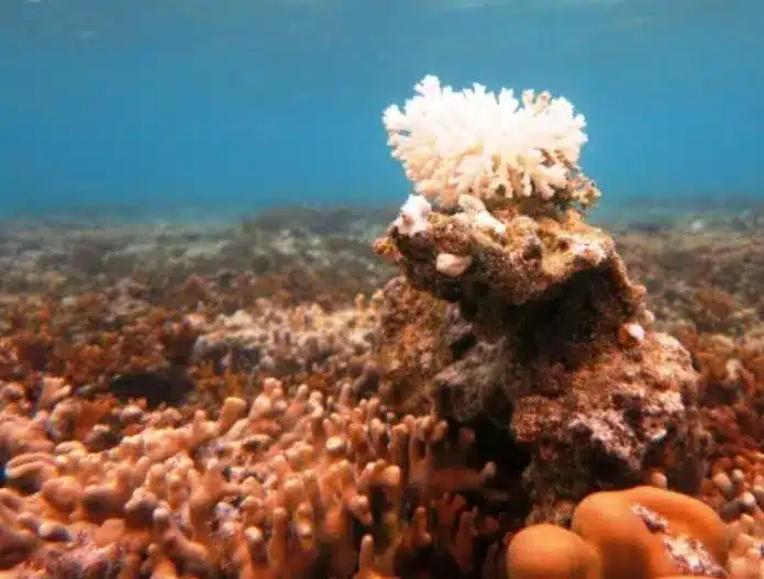 Fourth Mass Coral Reef Bleaching