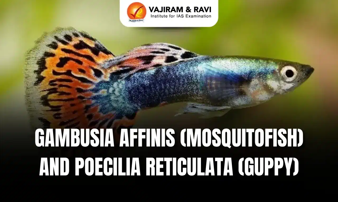 Gambusia Affinis and Poecilia Reticulata