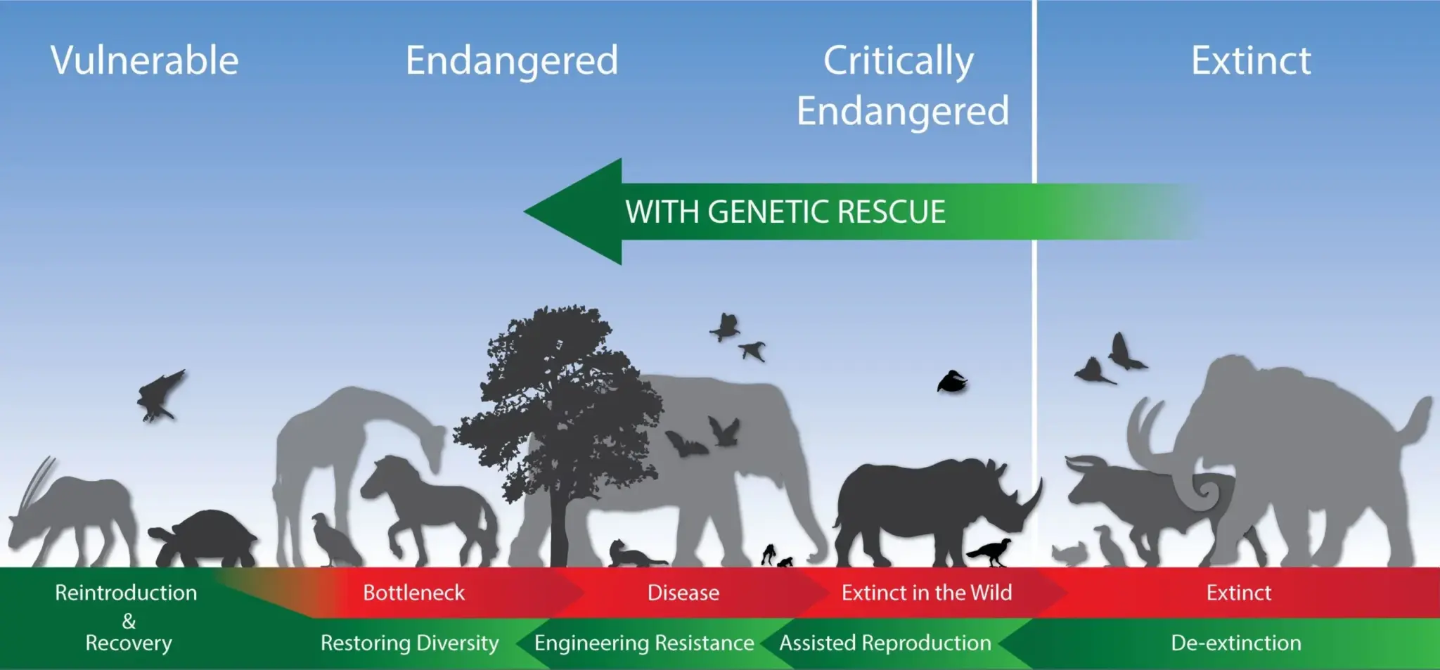 What is Genetic Rescue?