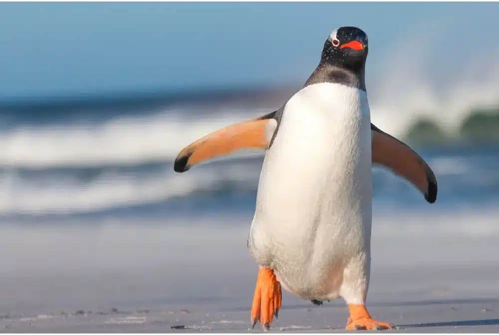 Gentoo Penguin