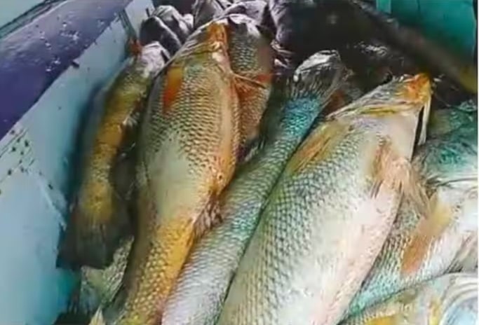 What is Ghol Fish?