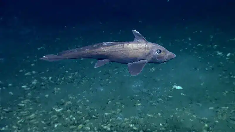 What are Ghost Sharks?