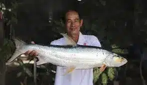 Giant Salmon Carp
