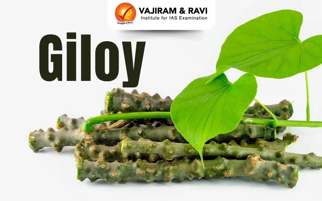 Giloy