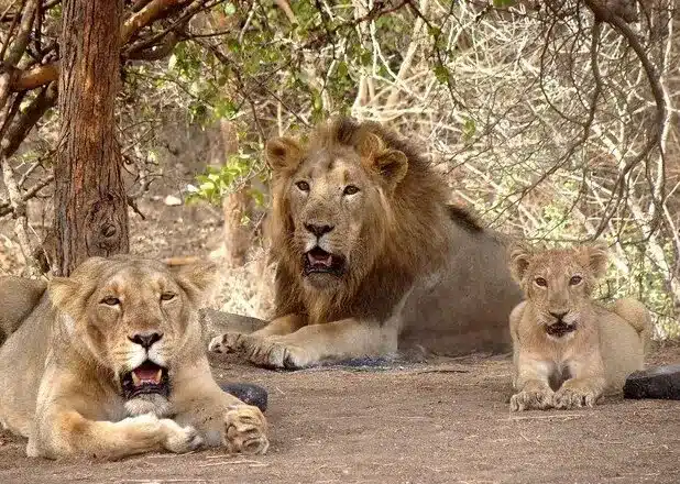 Girnar Wildlife Sanctuary