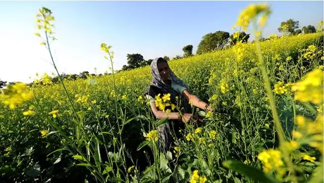 Ban on commercial release of GM crops will be against national interest
