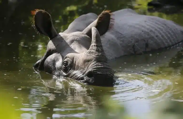Key Facts about Greater One-Horned Rhino