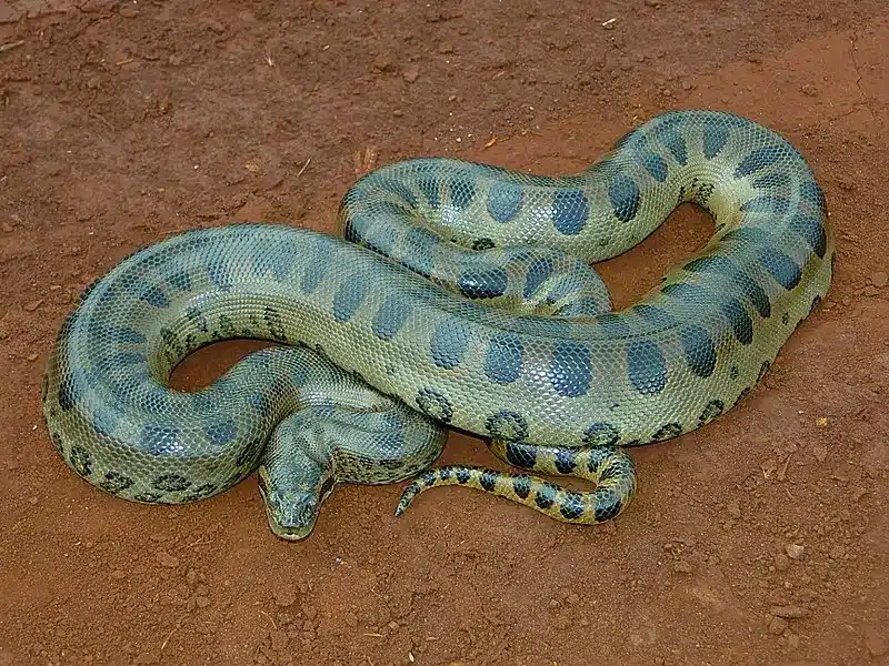 Key Facts about Green Anaconda