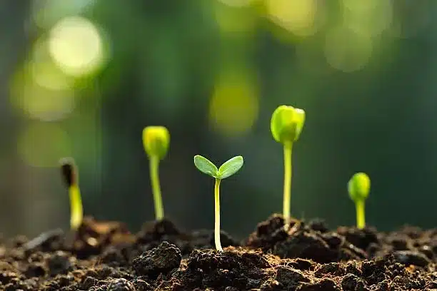 What is meant by the term ‘Green Shoots’?