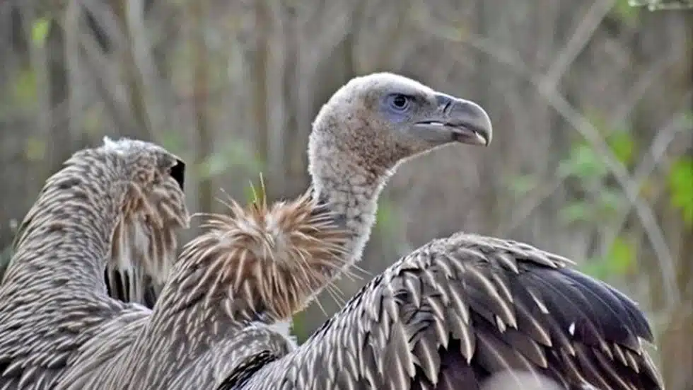 Himalayan griffon