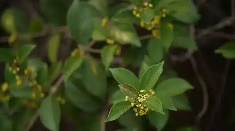 Gurmar Plant